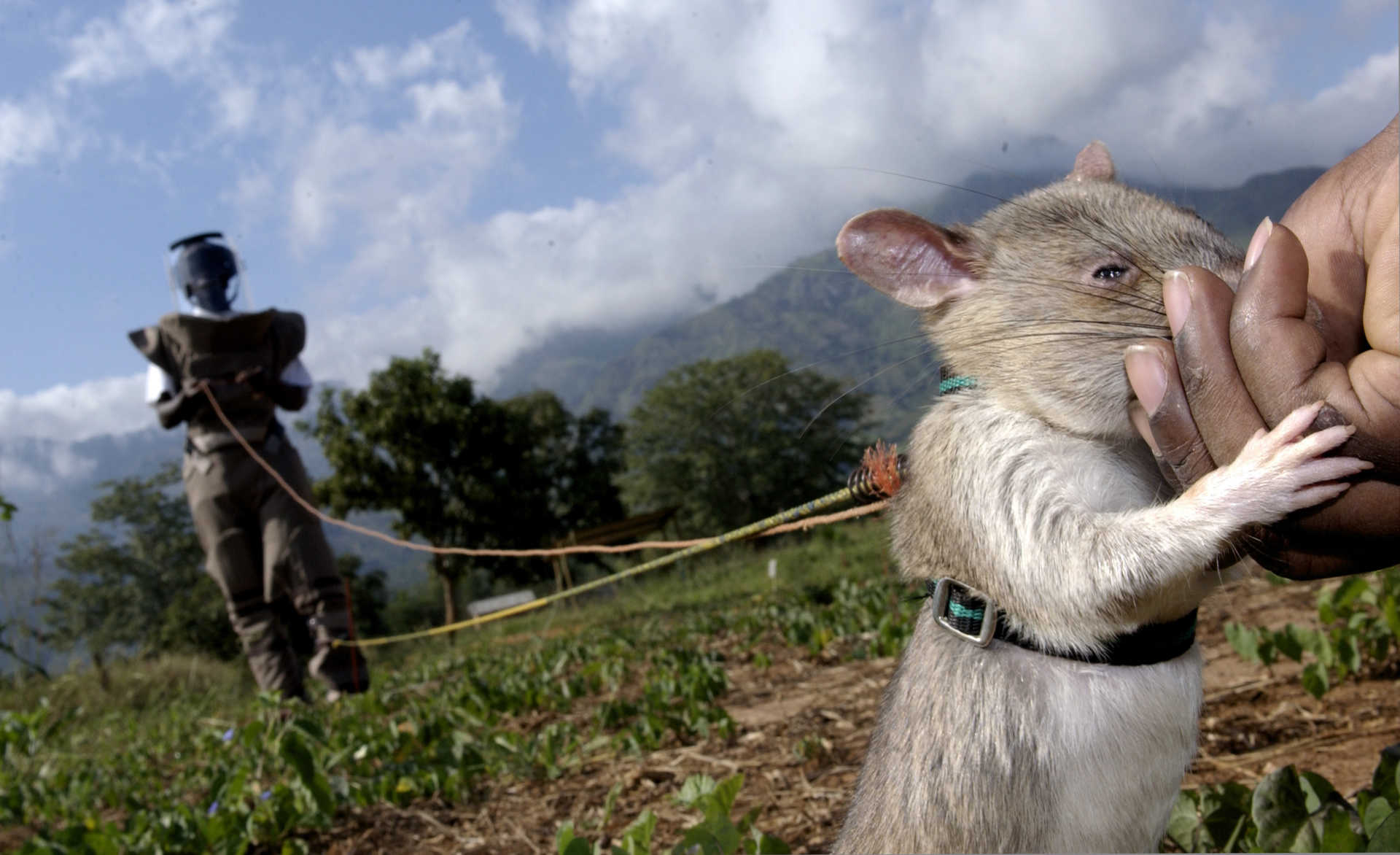 2018/03/the-mine-sniffing-rats-bg-1456456_1520678156.jpg